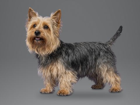 Australian Silky Terrier, blue and tan