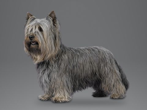 Skye Terrier, grey