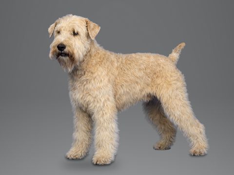 Soft Coated Wheaten Terrier, wheaten