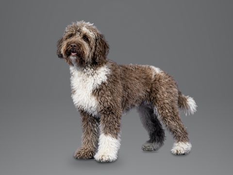 Spanish Water Dog, brown and white