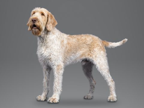 Spinone Italiano, orange roan
