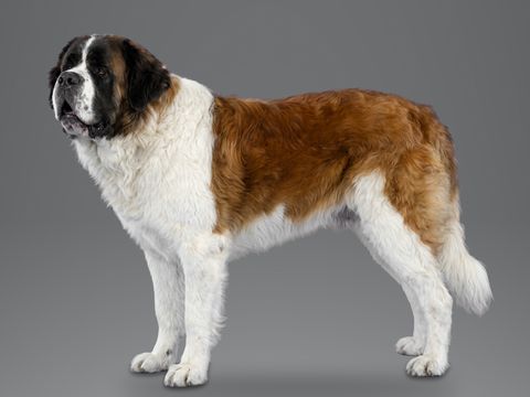 St Bernard, red and white
