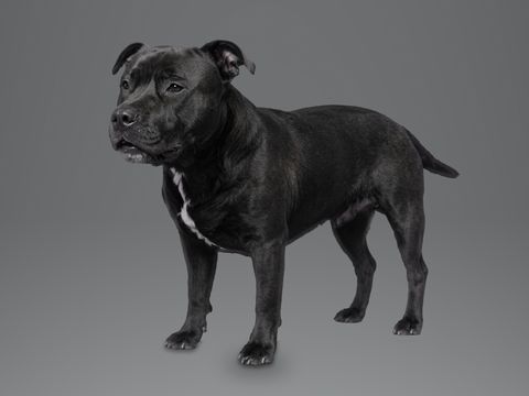 Staffordshire Bull Terrier, black