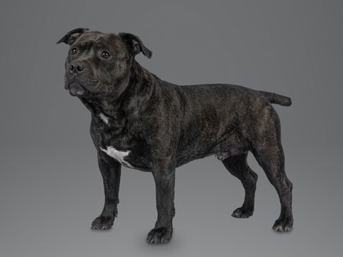 Staffordshire Bull Terrier, brindle