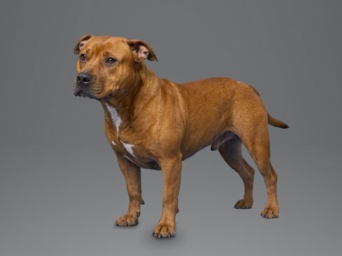 Staffordshire Bull Terrier, red