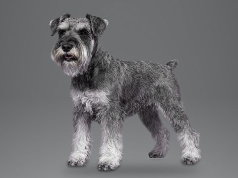 Standard Schnauzer, salt and pepper