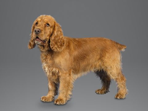 Sussex Spaniel, golden liver