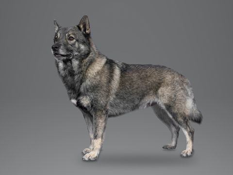 Swedish Vallhund, grey sable