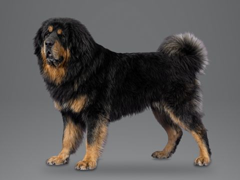 Tibetan Mastiff, black and tan