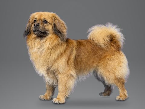 Tibetan Spaniel, golden