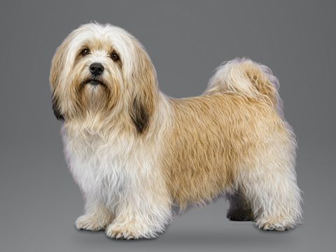 Tibetan Terrier, gold and white