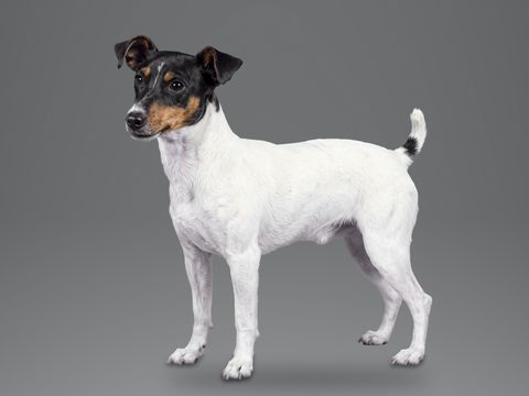 Toy Fox Terrier, white black and tan