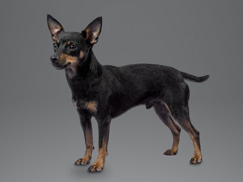 English Toy Terrier, black and tan