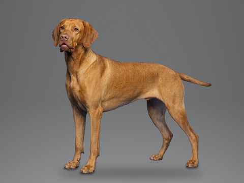 Hungarian Vizsla, russet gold