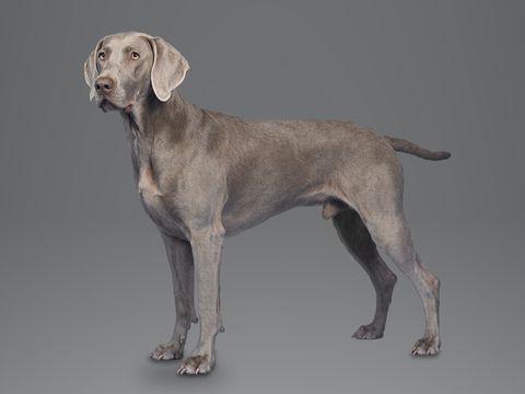 Weimaraner, silver grey
