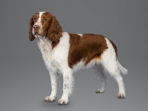 Welsh Springer Spaniel, red and white