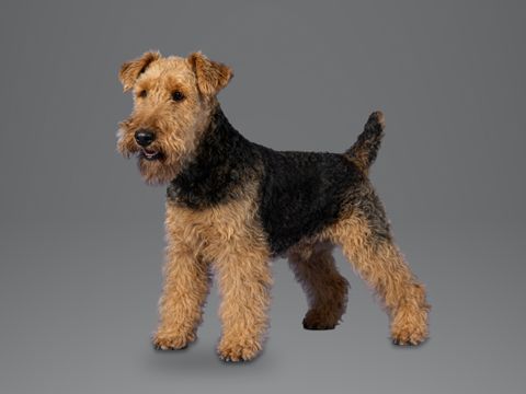 Welsh Terrier, black and tan