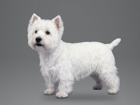 West Highland White Terrier, white