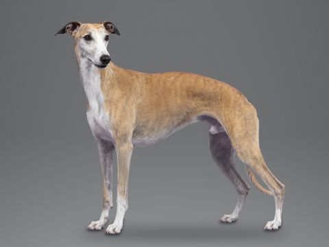 Whippet, fawn and white