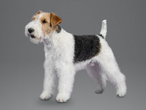 Wire Fox Terrier, white and tan