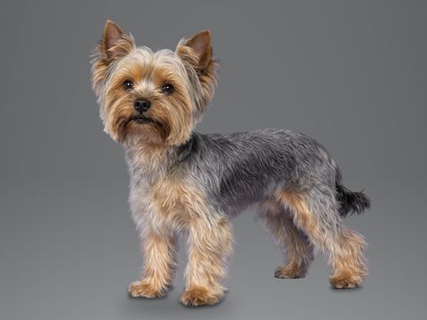 Yorkshire Terrier, blue and tan